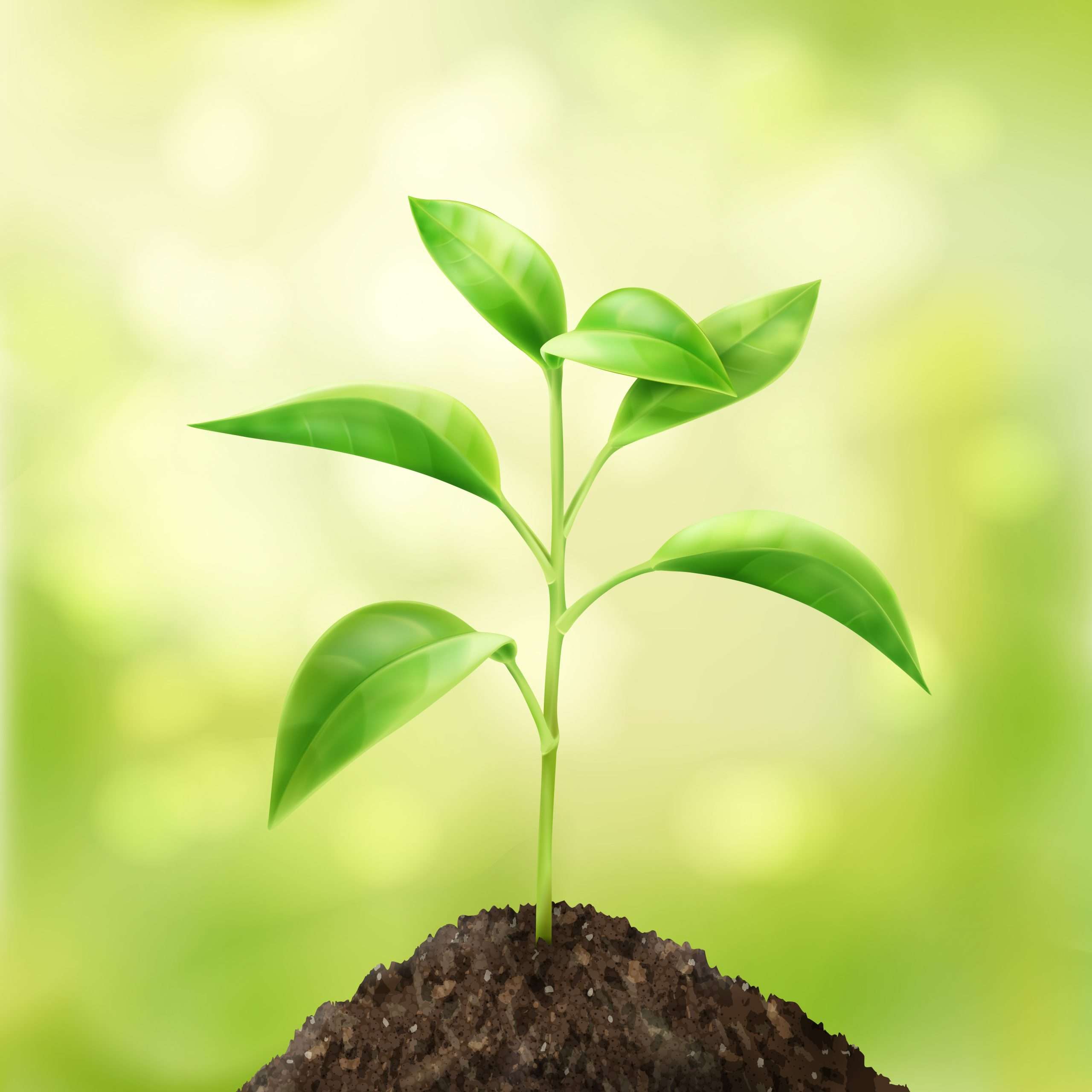 Seed planting
